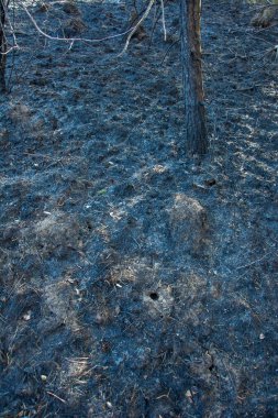 Orman yangını. Kuru ot ve ağaçlardan oluşan yanan tarlalar. Sıcak rüzgârlı havadan kaynaklanan vahşi ateş. Yanmış çimenlerin külleri. Sahada yanmış kuru otları kapatın. Ekolojik sorun