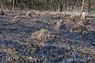 Sahada yanmış kuru otları kapatın. Çayırda çimleri yaktıktan sonra kül ve siyah otlar