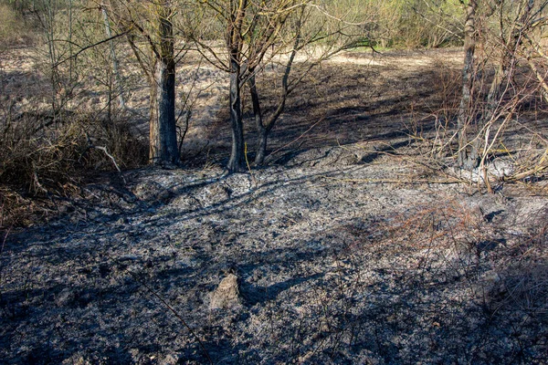 Forest wildfire. Burning field of dry grass and trees. Wild fire due to hot windy weather. Ashes of the burnt grass. Close up burned dry grass on the field. Ecological problem