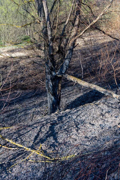 Forest wildfire. Burning field of dry grass and trees. Wild fire due to hot windy weather. Ashes of the burnt grass. Close up burned dry grass on the field. Ecological problem