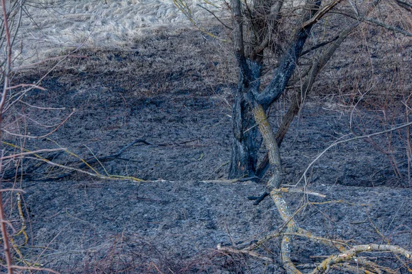 Feu Forêt Champ Brûlant Herbe Sèche Arbres Feu Forêt Vent — Photo