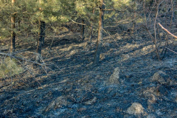 Forest wildfire. Burning field of dry grass and trees. Wild fire due to hot windy weather. Ashes of the burnt grass. Close up burned dry grass on the field. Ecological problem