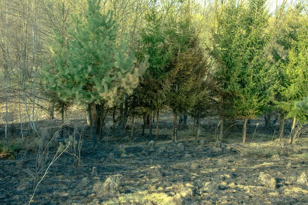 Лесной Пожар Горящее Поле Сухой Травы Деревьев Дикий Огонь Жаркой — стоковое фото