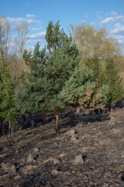 Forest wildfire. Burning field of dry grass and trees. Wild fire due to hot windy weather. Ashes of the burnt grass. Close up burned dry grass on the field. Ecological problem