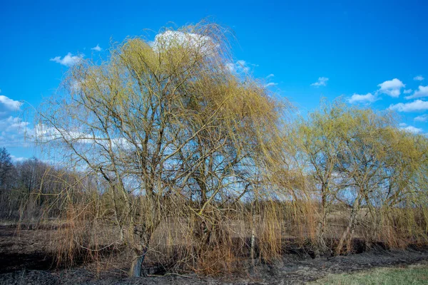 Waldbrände Brennendes Feld Aus Trockenem Gras Und Bäumen Wildfeuer Aufgrund — Stockfoto