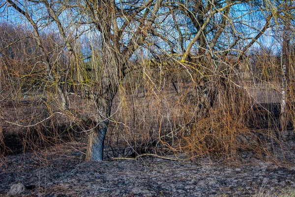 Orman yangını. Kuru ot ve ağaçlardan oluşan yanan tarlalar. Sıcak rüzgârlı havadan kaynaklanan vahşi ateş. Yanmış çimenlerin külleri. Sahada yanmış kuru otları kapatın. Ekolojik sorun