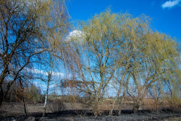 Orman yangını. Kuru ot ve ağaçlardan oluşan yanan tarlalar. Sıcak rüzgârlı havadan kaynaklanan vahşi ateş. Yanmış çimenlerin külleri. Sahada yanmış kuru otları kapatın. Ekolojik sorun