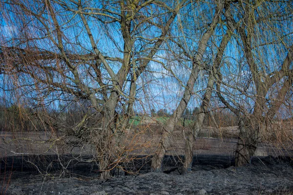 Lesní Požár Hořící Pole Suché Trávy Stromů Divoký Oheň Důsledku — Stock fotografie