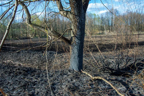 Лесной Пожар Горящее Поле Сухой Травы Деревьев Дикий Огонь Жаркой — стоковое фото