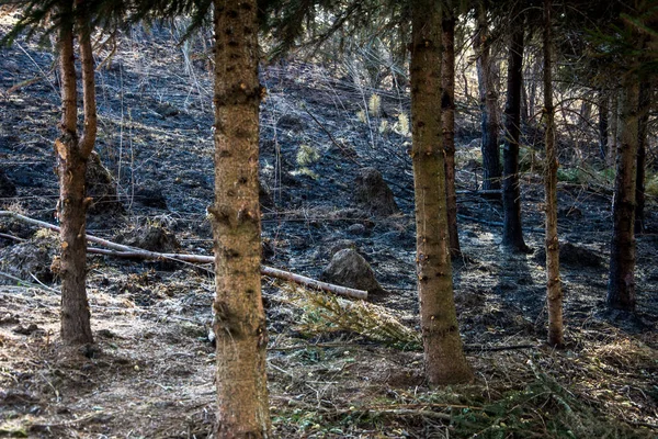 Forest wildfire. Burning field of dry grass and trees. Wild fire due to hot windy weather. Ashes of the burnt grass. Close up burned dry grass on the field. Ecological problem