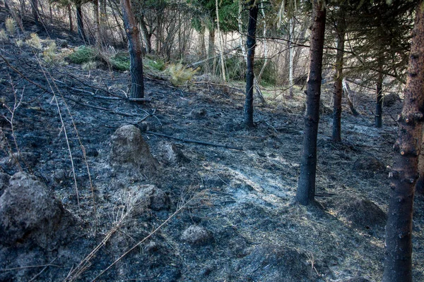 Forest wildfire. Burning field of dry grass and trees. Wild fire due to hot windy weather. Ashes of the burnt grass. Close up burned dry grass on the field. Ecological problem