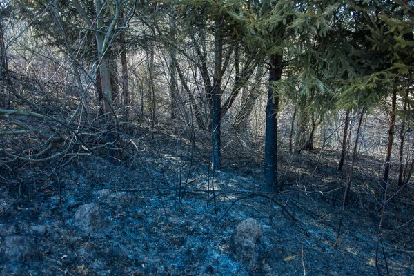 Forest wildfire. Burning field of dry grass and trees. Wild fire due to hot windy weather. Ashes of the burnt grass. Close up burned dry grass on the field. Ecological problem