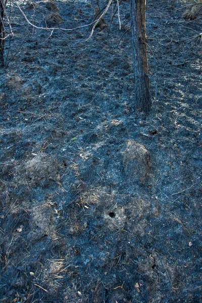 Forest wildfire. Burning field of dry grass and trees. Wild fire due to hot windy weather. Ashes of the burnt grass. Close up burned dry grass on the field. Ecological problem