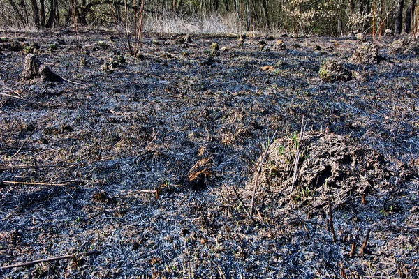 Cerca Quemado Hierba Seca Campo Ceniza Hierba Negra Después Quemar —  Fotos de Stock