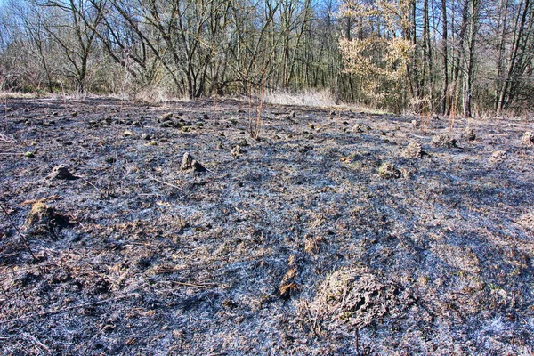 Forest wildfire. Burning field of dry grass and trees. Wild fire due to hot windy weather. Ashes of the burnt grass. Close up burned dry grass on the field. Ecological problem