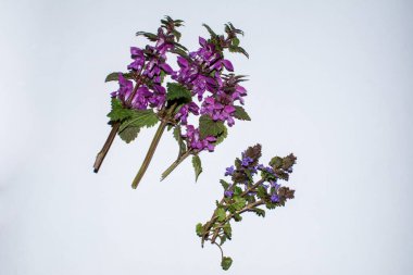 Parlak bir arka planda kırmızı ısırgan otu. Kırık bitki. Lamium purpureum, kırmızı ya da mor ölü ısırgan otu olarak bilinir, bahçede..