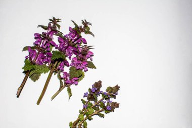 Parlak bir arka planda kırmızı ısırgan otu. Kırık bitki. Lamium purpureum, kırmızı ya da mor ölü ısırgan otu olarak bilinir, bahçede..