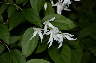 Yasemin çiçeklerine yakın bir bahçede, beyaz çiçeklerle dolu bir dalda.