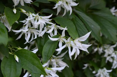 Yasemin çiçeklerine yakın bir bahçede, beyaz çiçeklerle dolu bir dalda.