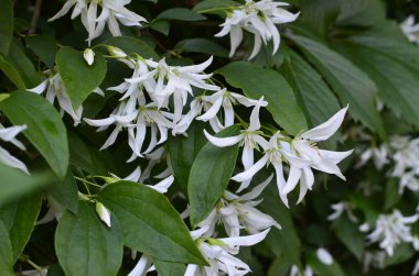 Yasemin çiçeklerine yakın bir bahçede, beyaz çiçeklerle dolu bir dalda.