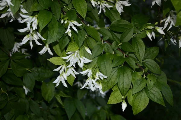 Close Van Jasmijnbloemen Philadelphus Falconeri Een Tuin Tak Met Witte — Stockfoto