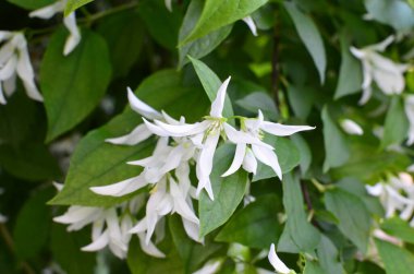 Yasemin çiçeklerine yakın bir bahçede, beyaz çiçeklerle dolu bir dalda.