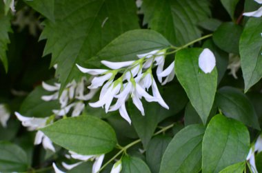 Yasemin çiçeklerine yakın bir bahçede, beyaz çiçeklerle dolu bir dalda.