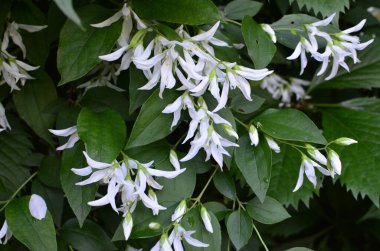 Yasemin çiçeklerine yakın bir bahçede, beyaz çiçeklerle dolu bir dalda.