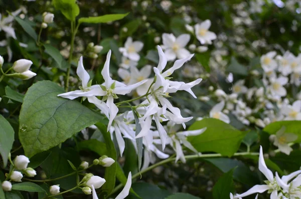 Close Flores Jasmim Phus Falconeri Jardim Ramo Com Flores Brancas — Fotografia de Stock