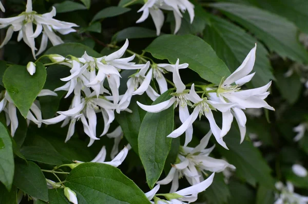 Zbliżenie Kwiatów Jaśminu Philadelphus Falconeri Ogrodzie Gałąź Białymi Kwiatami — Zdjęcie stockowe