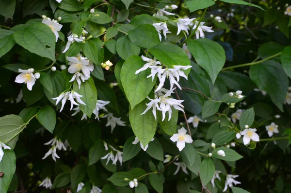 茉莉花在花园中的闭合 分枝上有白花 — 图库照片