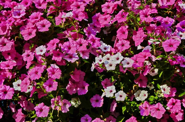 花の境界線の近くでカラフルな開花ペチュニア波恋人 — ストック写真