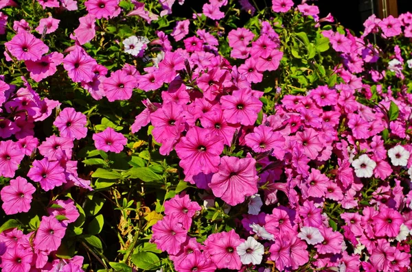 花の境界線の近くでカラフルな開花ペチュニア波恋人 — ストック写真