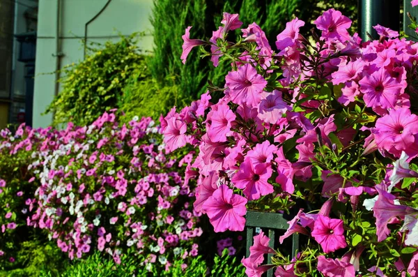 Fechar Uma Borda Flor Com Floração Colorida Petunia Wave Querida — Fotografia de Stock