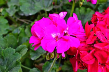 Kırmızı bahçe sardunya çiçekleri, yakın plan sardunya çiçekleri. pelargonium