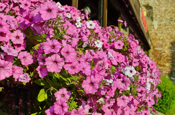 Nær Blomstergrense Med Fargerike Blomstrende Petunia Bølgejenta – stockfoto