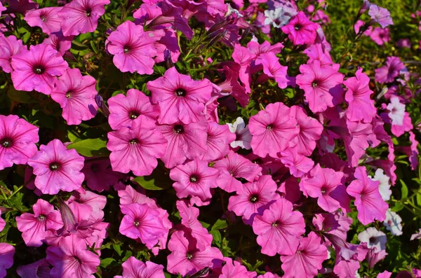 Nahaufnahme Eines Blumenrandes Mit Bunt Blühenden Petunien — Stockfoto