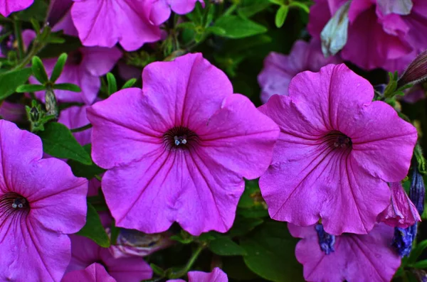 Close Van Een Bloemrand Met Kleurrijke Bloeiende Petunia Wave Sweetheart — Stockfoto