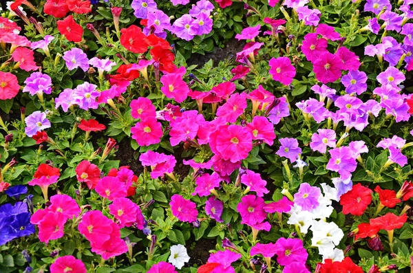 Nahaufnahme Eines Blumenrandes Mit Bunt Blühenden Petunien — Stockfoto