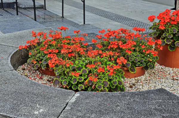 Flores Gerânio Jardim Vermelho Pote Perto Disparou Flores Gerânio Pelargónio — Fotografia de Stock