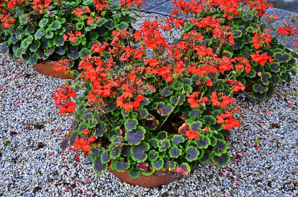 Red garden geranium flowers in pot , close up shot geranium flowers. pelargonium