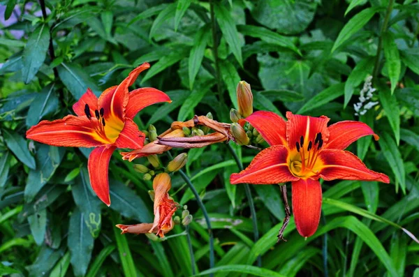 Цветок Оранжевый Lilium Bulbiferum Растение Цветет Оранжевый Тропический Цветок Тигр — стоковое фото