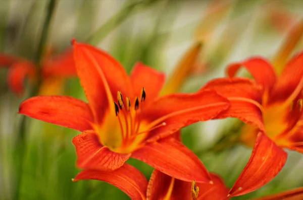 Blühende Blüte Orange Lilium Bulbiferum Pflanze Blühende Orange Tropische Blume — Stockfoto