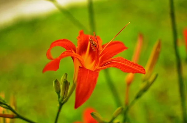 Kwitnący Kwiat Pomarańczy Lilium Bulbiferum Roślina Kwitnąca Pomarańczowy Tropikalny Kwiat — Zdjęcie stockowe