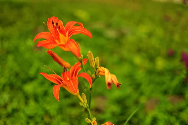 Fiore Fiorito Arancione Lilium Bulbiferum Pianta Fioritura Giglio Fiore Tropicale — Foto Stock