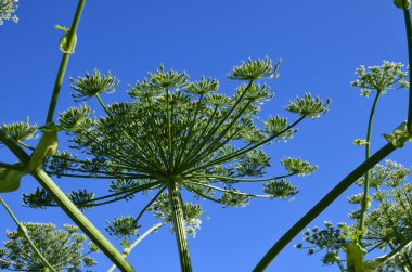 Mavi gökyüzüne ve güzel beyaz bulutlara karşı Hogweed bitkisinin (heracleum sphondyl) dev bebekliği.