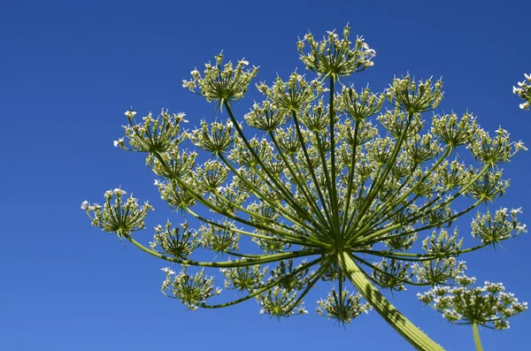 Riesiger Blütenstand Der Hogweed Pflanze Heracleum Sphondyl Vor Blauem Himmel — Stockfoto