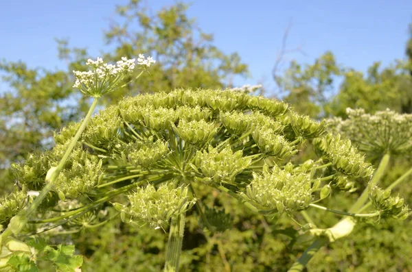 Óriási Virágzása Hogweed Növény Herakleum Sphondyl Ellen Kék Gyönyörű Fehér — Stock Fotó