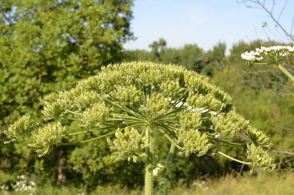 Skadlig Växt Palsternacka Blomman Kopalsternacka Stora Vita Blomstã Llningar Palsterband — Stockfoto