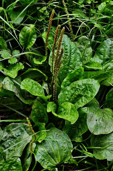 Értékes Gyógynövény Kertészkedés Zöld Levelek Bokrok Plantain Vagyok Plantago Major — Stock Fotó